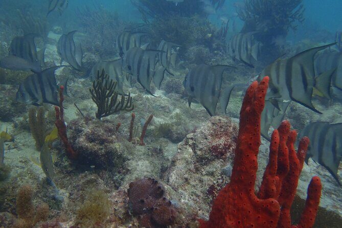 Discover Scuba - FAQs