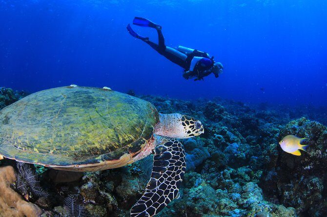 Discover Scuba Diving - Final Thoughts: Who Should Consider This Experience?