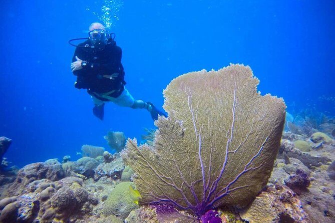 Discover Scuba Diving - Who Should Consider This Tour?