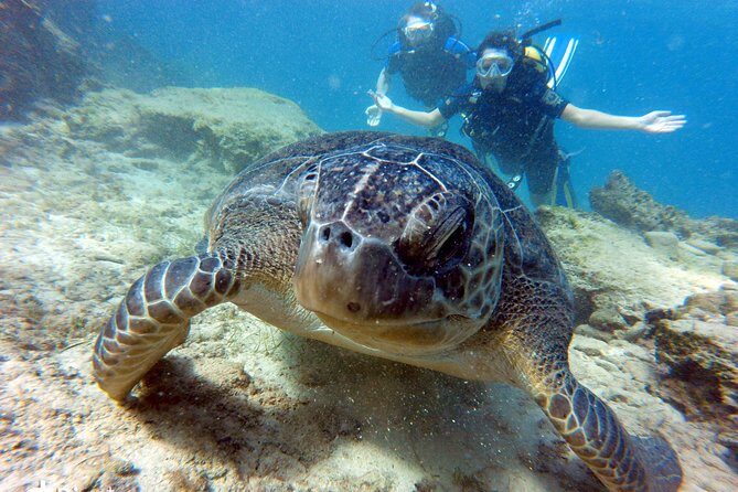Discover Scuba diving - An In-Depth Look at the Discover Scuba Tour