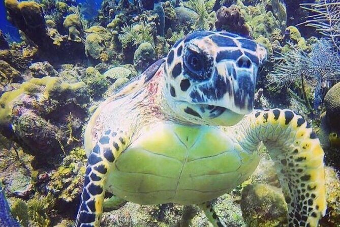 Discover Scuba Diving - What to Expect During Your Tour