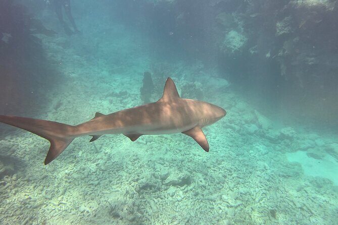 Discover Scuba Diving - Who Should Consider This Tour?