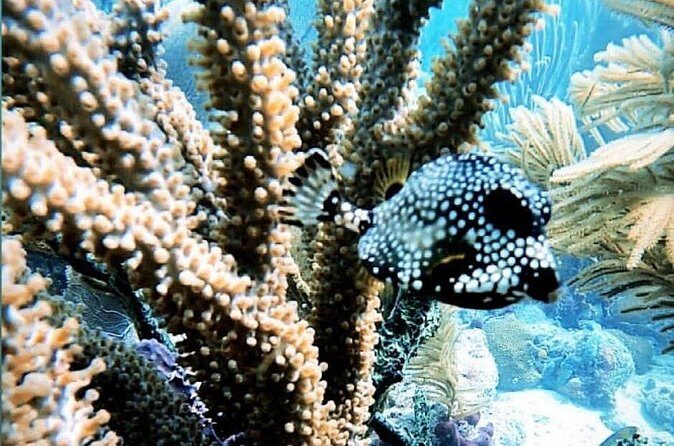 Discover Scuba Diving - Final Thoughts: Is This the Right Dive for You?