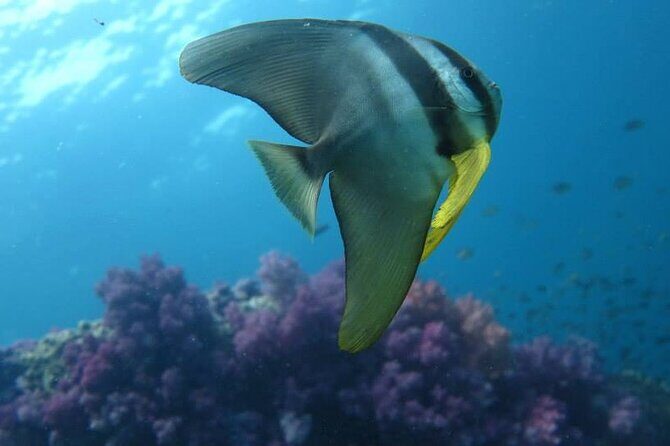 Discover SCUBA Diving - Final Thoughts: Is This the Dive Experience for You?