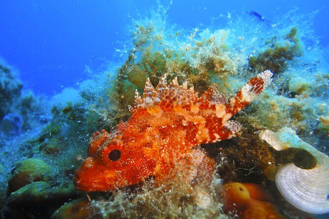 Discover Scuba Diving Adventure in Mykonos - An Authentic Underwater Experience in Mykonos