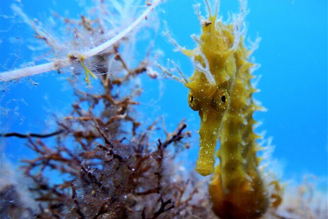 Discover Scuba Diving Adventure in Mykonos - Practical Details and Considerations