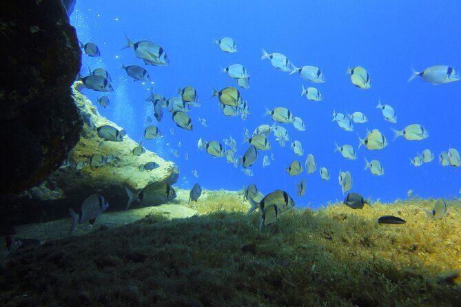 Discover Scuba Diving Adventure in Mykonos - Who Should Consider This Tour?