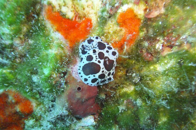 Discover Scuba Diving Adventure in Mykonos - Final Thoughts