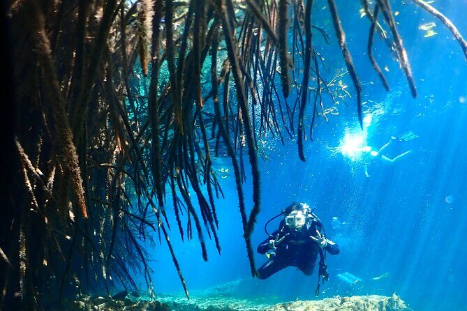 Discover Scuba Diving at Casa Cenote No Certification Needed - Discover Scuba Diving at Casa Cenote No Certification Needed: A Practical Guide