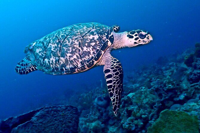 Discover Scuba Diving at Casa Cenote No Certification Needed - Authentic Moments and Practical Details