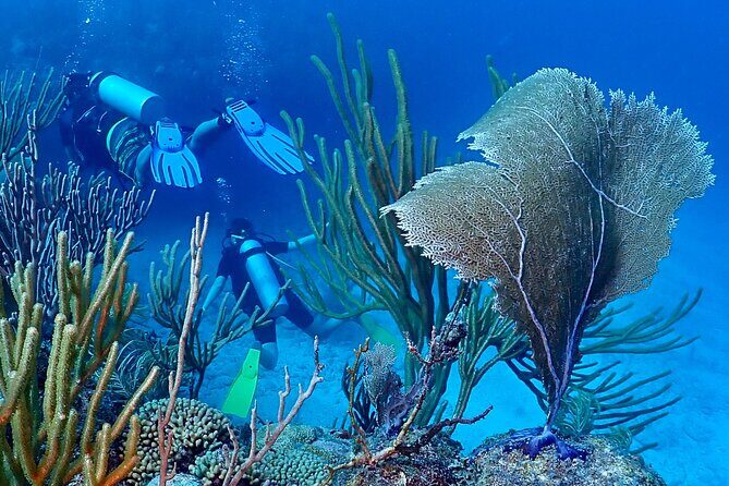 Discover Scuba Diving at Casa Cenote No Certification Needed - Who This Tour Is Best For