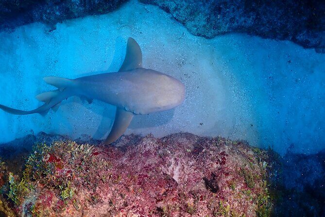 Discover Scuba Diving at Casa Cenote No Certification Needed - The Sum Up