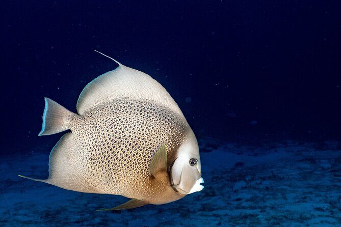 Discover Scuba Diving at Cozumel Marine Park - FAQ