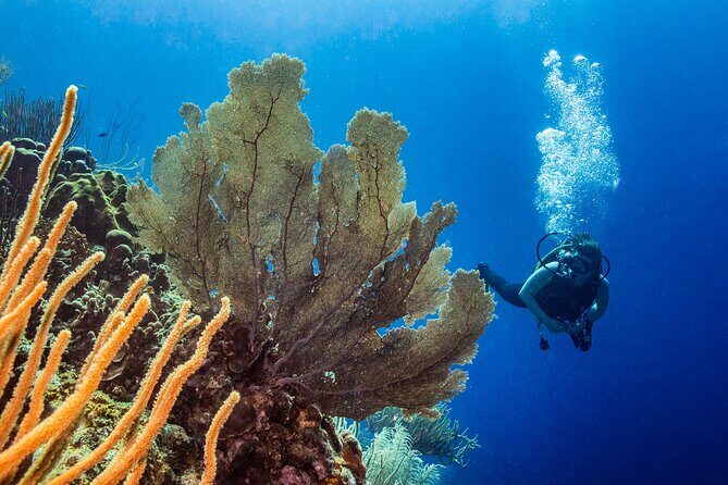 Discover Scuba Diving Experience - The Experience from the Traveler’s Perspective