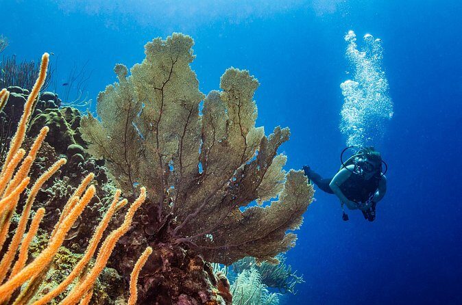 Discover Scuba Diving Experience - The Value of a Guided Intro to the Underwater World