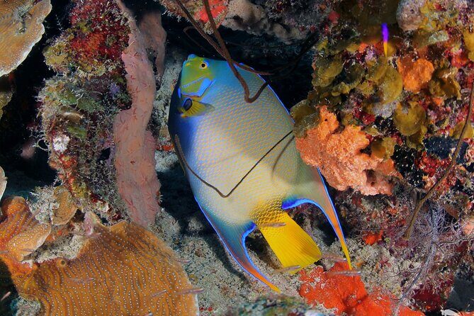 Discover Scuba Diving Experience - Who Should Consider This Tour?