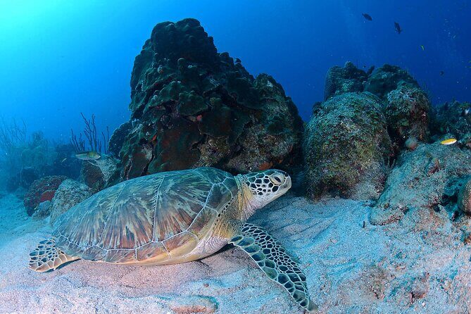 Discover Scuba Diving Experience - Final Thoughts