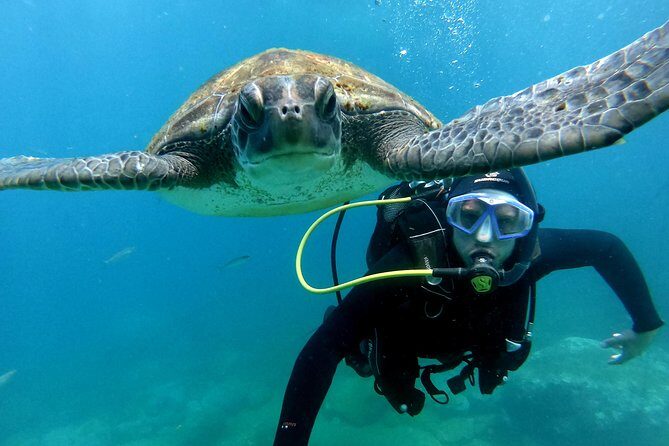 Discover Scuba Diving Experience in Turtle Habitat - An In-Depth Look at the Experience