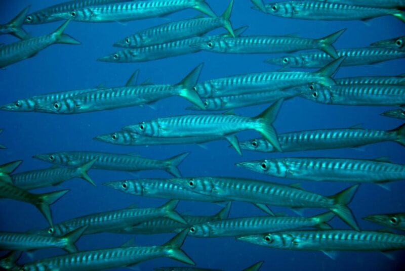 Discover Scuba Diving Experience - Final Thoughts