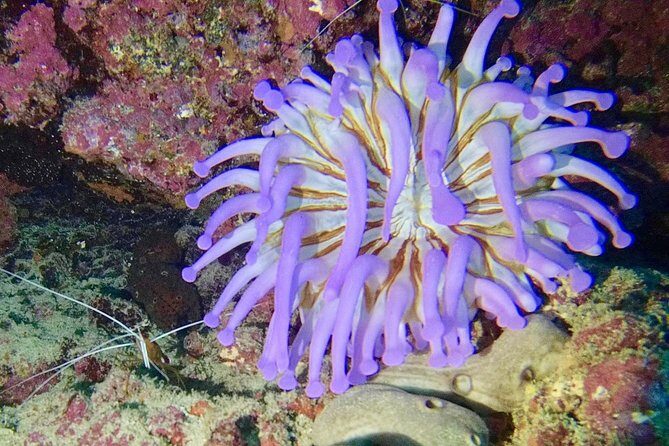DISCOVER SCUBA DIVING - First step to your certification - Who Would Enjoy This Tour Most?
