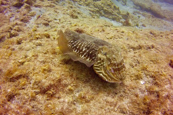 DISCOVER SCUBA DIVING - First step to your certification - Frequently Asked Questions