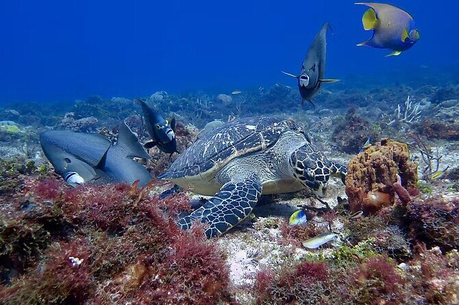 Discover Scuba Diving From Boat - Discover Scuba Diving From Boat in Cozumel: An Authentic Intro to Underwater Adventure