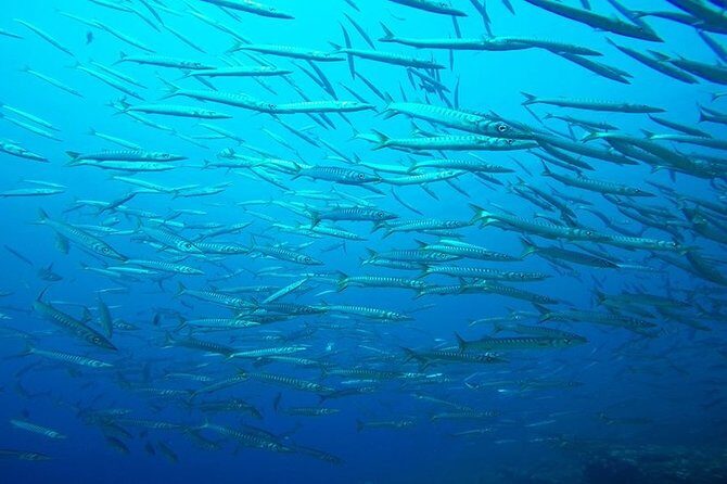 Discover Scuba Diving from the Boot - An In-Depth Look at the Mallorca Discover Scuba Experience
