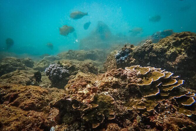 Discover SCUBA Diving in Beautiful Unawatuna Bay - Key Points