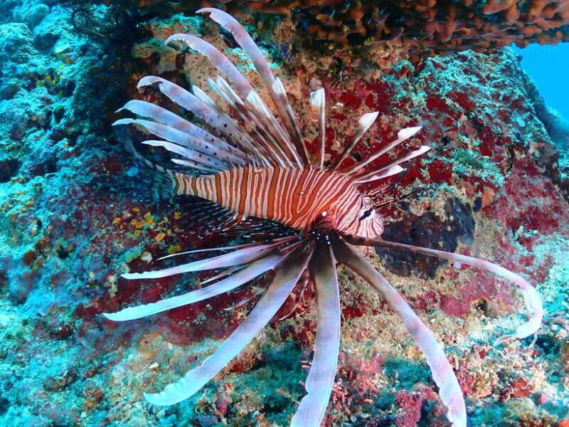 Discover Scuba Diving in Boracay - Practical Details: What You Need to Know