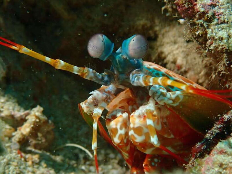 Discover Scuba Diving in Boracay - FAQ