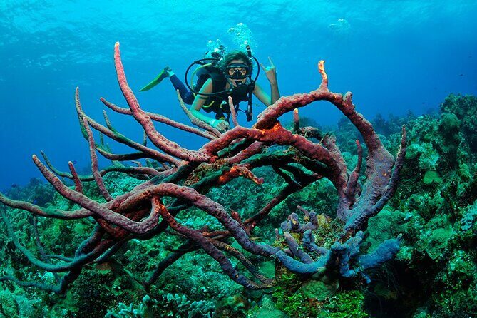 Discover scuba diving in Búzios - Who Is This Tour Best For?