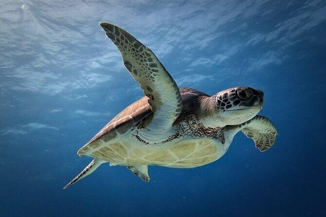 Discover Scuba Diving in Cozumel Paradise Reef - Who Should Consider This Tour?