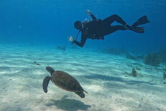 Discover Scuba Diving in Diver's Paradise! - Who Should Book This Tour?