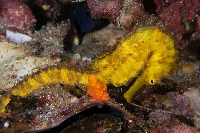 Discover Scuba Diving in Koh Lanta, Thailand - An In-Depth Look at the Koh Lanta Discover Scuba Tour