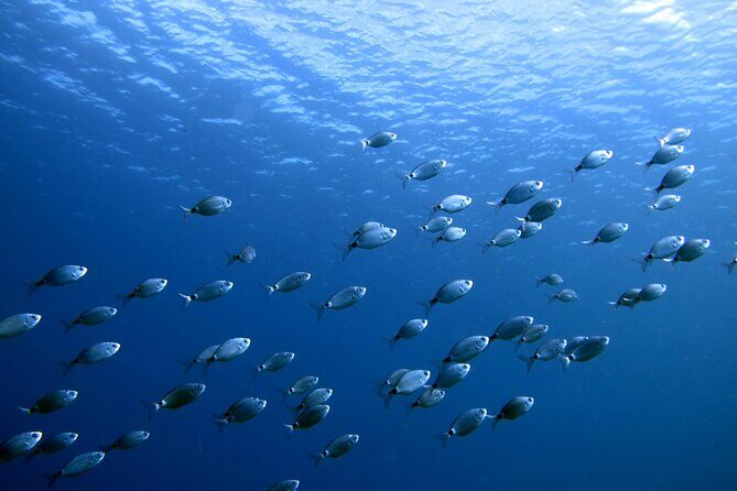 Discover Scuba Diving in Lanzarote (Costa Teguise) - Why This Tour Stands Out