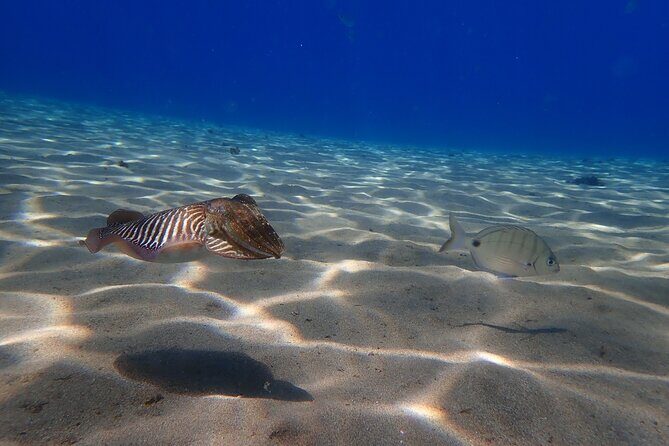 Discover Scuba Diving in Lanzarote (Costa Teguise) - Who Should Consider This Experience?
