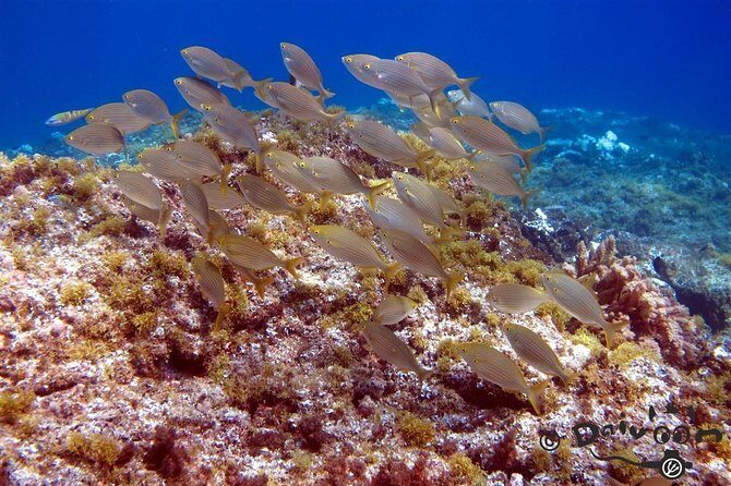 Discover Scuba Diving in Lanzarote (Costa Teguise) - FAQ: Discover Scuba Diving in Lanzarote