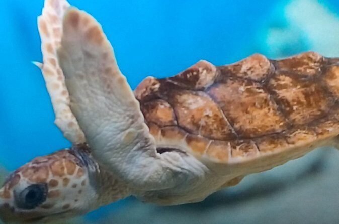 Discover Scuba Diving in Montego Bay - An In-Depth Look at the Montego Bay Discover Scuba Experience