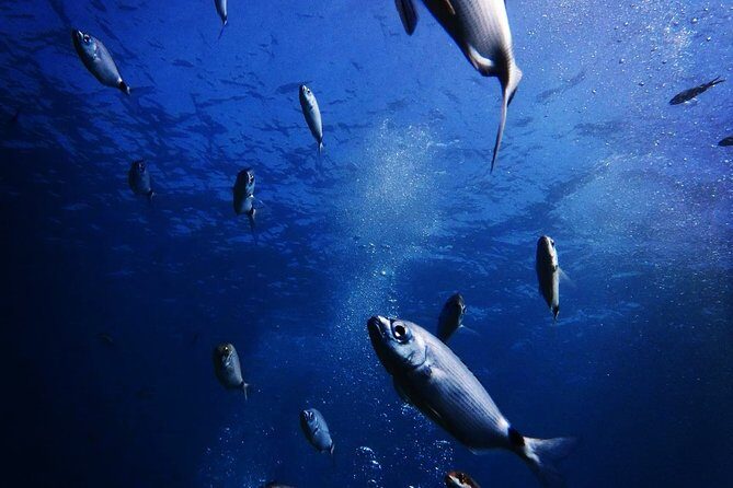 Discover Scuba Diving in Naxos, Greece - Exploring the Naxos Discover Scuba Tour: In-Depth Review