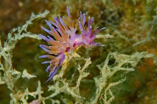 Discover Scuba Diving in Naxos, Greece - Who Should Consider This Tour?
