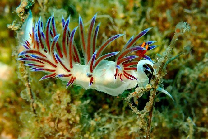 Discover Scuba Diving in Naxos, Greece - The Sum Up: The Best of Naxos Underwater