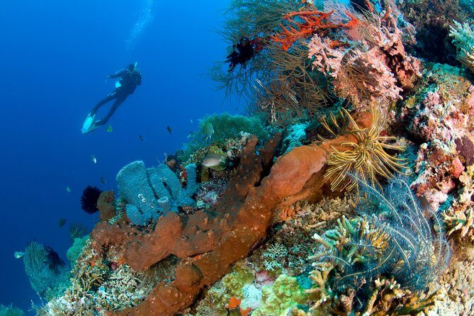 Discover Scuba Diving in Pemuteran at the Biorock site,1 shore dive all included - An In-Depth Look at the Experience