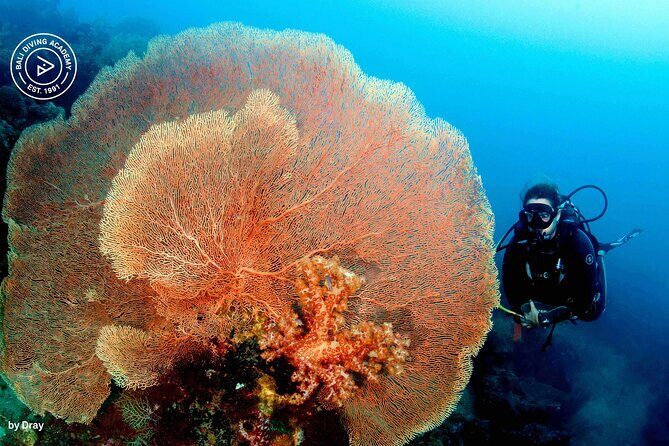 Discover Scuba Diving in Pemuteran at the Biorock site,1 shore dive all included - The Sum Up