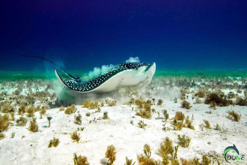 Discover Scuba Diving in Playa del Carmen - 2 dives - The Breakdown of Your Day