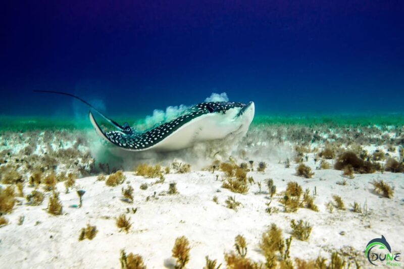 Discover Scuba Diving in Playa del Carmen - 2 dives - Why This Experience is Worth It