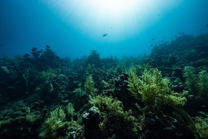 Discover Scuba Diving in Roatan at Upachaya with Private Transfer - Discover Scuba Diving in Roatan at Upachaya with Private Transfer: An Authentic Underwater Adventure