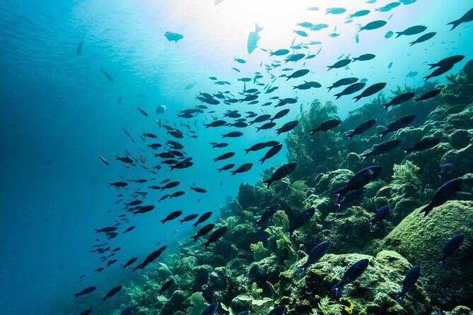 Discover Scuba Diving in Roatan at Upachaya with Private Transfer - The Sum Up: Is This the Right Choice for You?