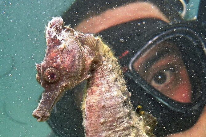 Discover Scuba Diving in San Juan - FAQ