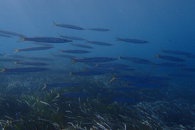 Discover Scuba Diving in Santorini - Who Would Love This Tour?
