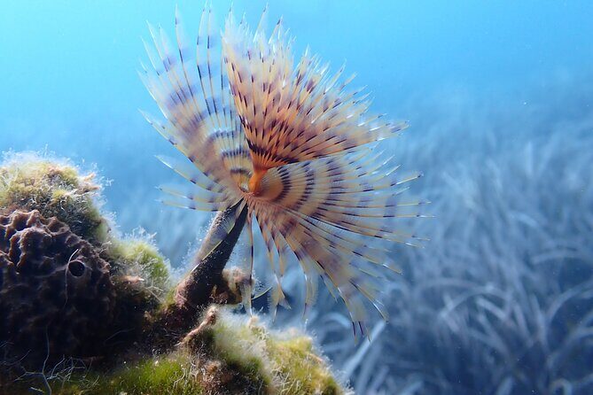 Discover Scuba Diving in Santorini - FAQ